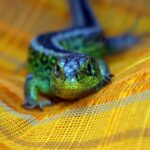 lizard 5152663 1280