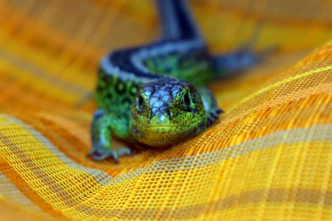 lizard 5152663 1280